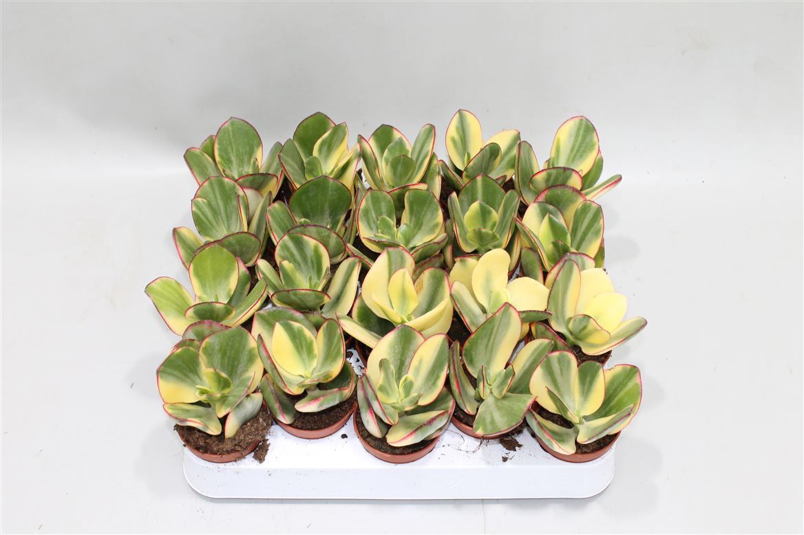 Голландия предлагает вот такой сорт под названием Crassula Obliqua Tricolor Jade