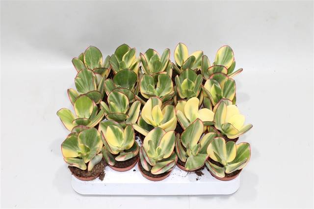 Голландия предлагает вот такой сорт под названием Crassula Obliqua Tricolor Jade