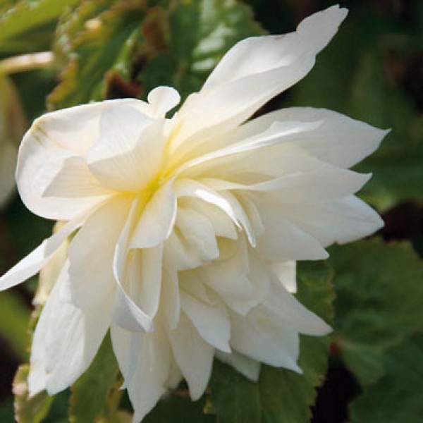 Begonie-Belleconia-White-600x600