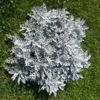 Cineraria Silverdust-600x600