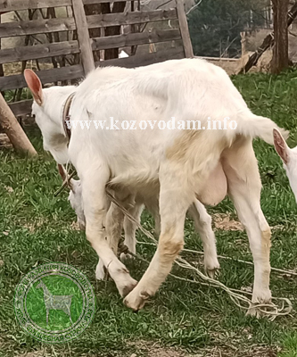 Квазар Луиджи 2 Rabelle