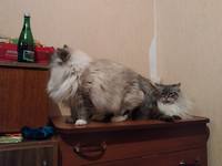 VFL.RU - ваш фотохостинг