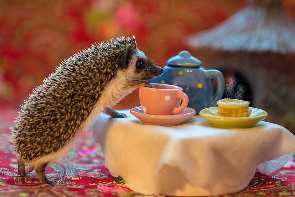 AAD 4741 - копия