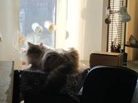 VFL.RU - ваш фотохостинг