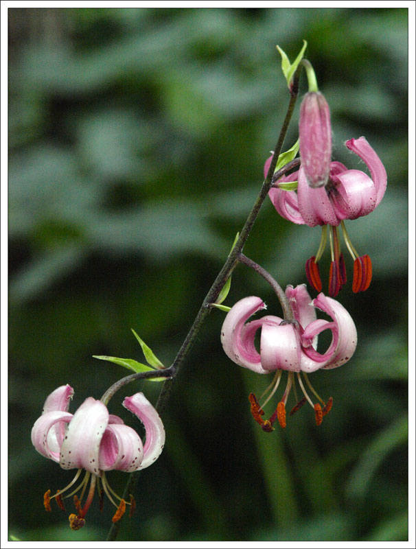15-54 Flowers