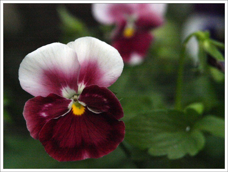 15-57 Viola