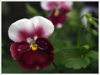 15-57 Viola
