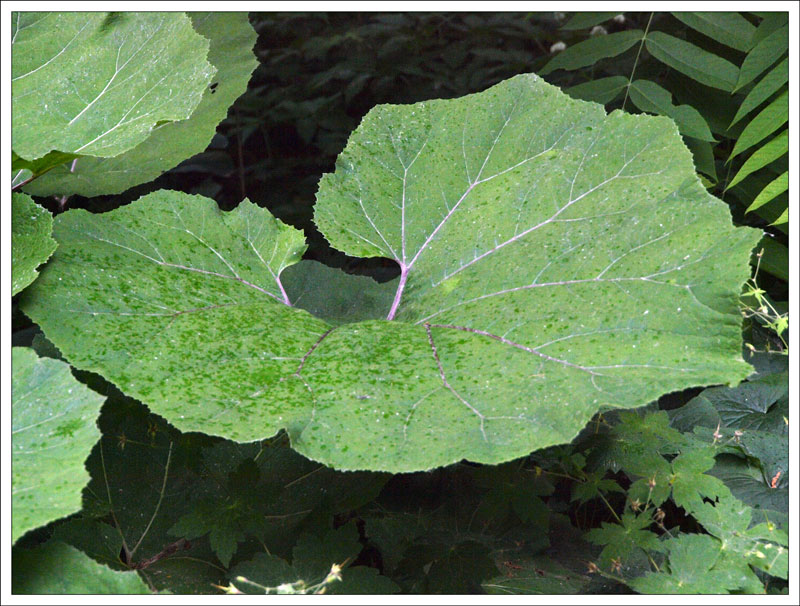 15-56 Leaf