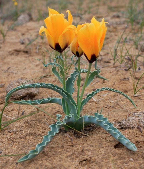 Tulipa borszczowii Regel.