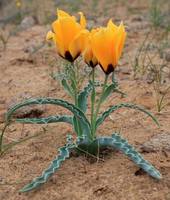 Tulipa borszczowii Regel.