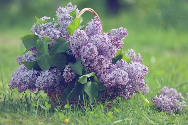 VFL.RU - ��� �����������