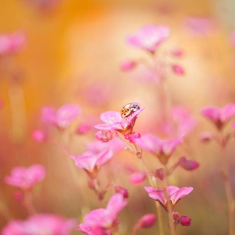 VFL.RU - ��� �����������