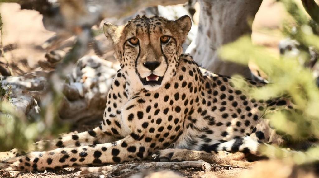 xnamibia-gepard.jpg.pagespeed.ic.Gp8aGsHH g