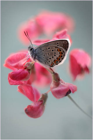 VFL.RU - ��� �����������