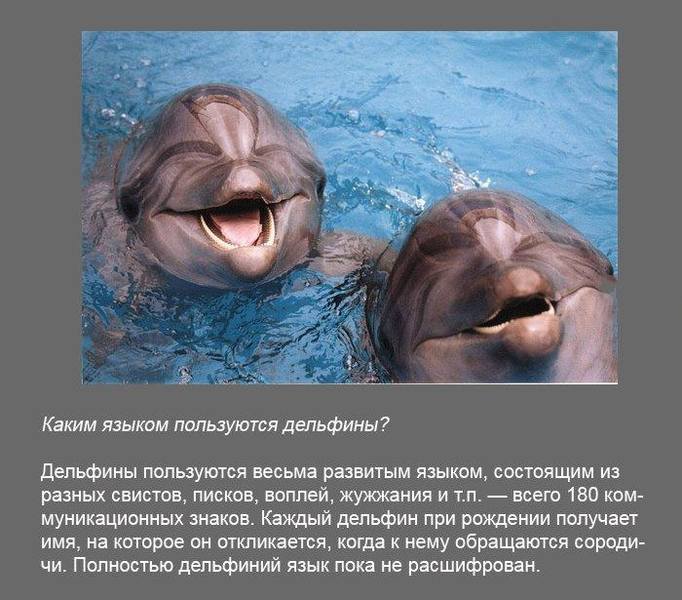 poz1 31