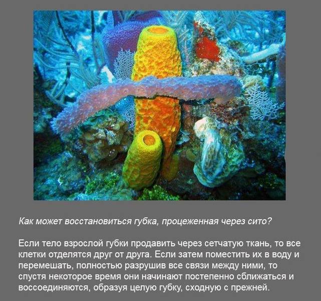 poz1 34