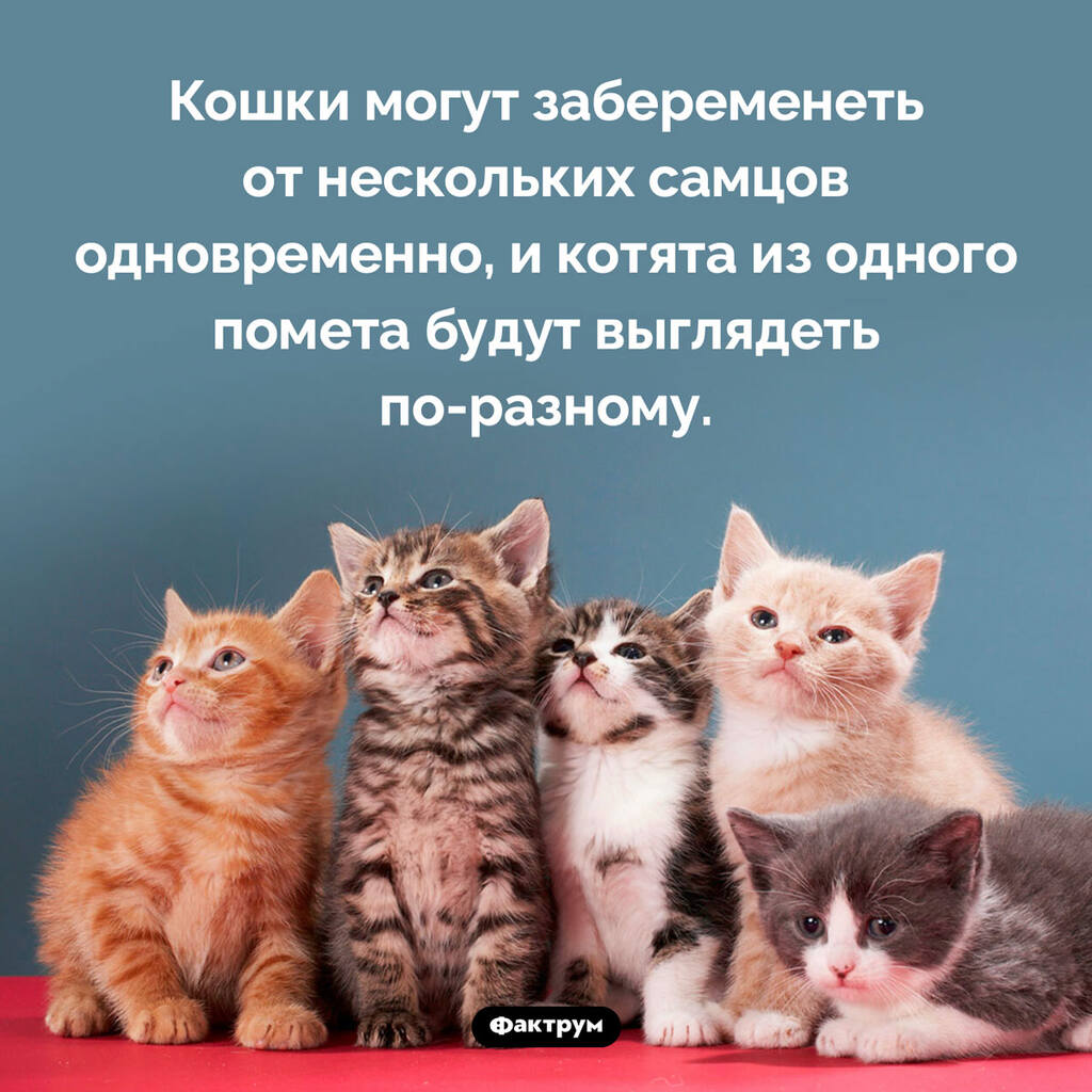 на скамейке семь котят все котята есть хотят