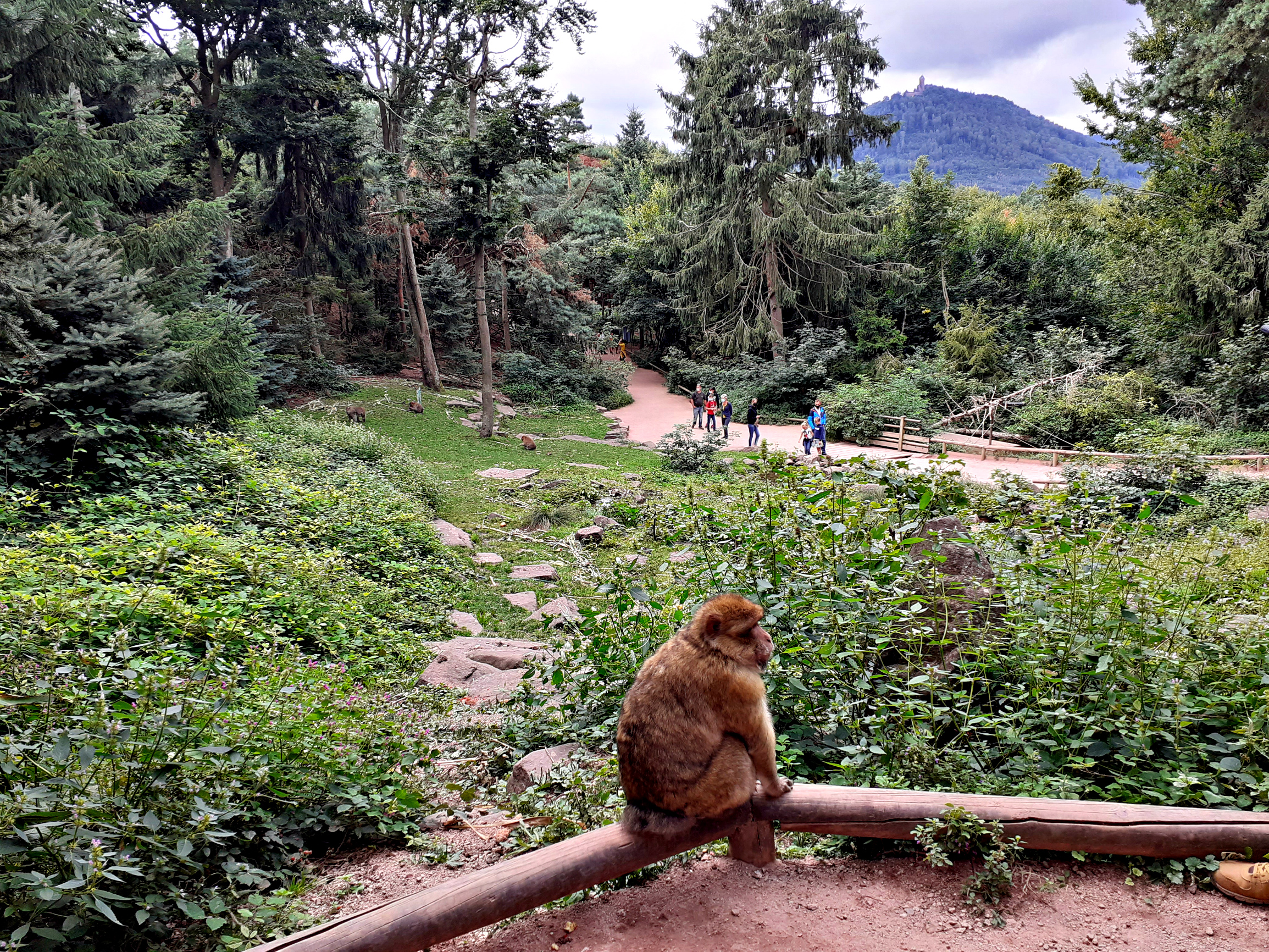 Гора обезьян в Эльзасе. La Montagne des singes.