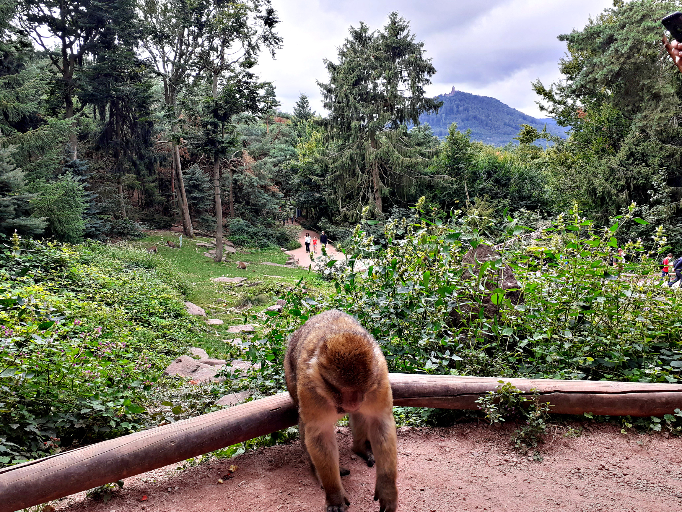 Гора обезьян в Эльзасе. La Montagne des singes.