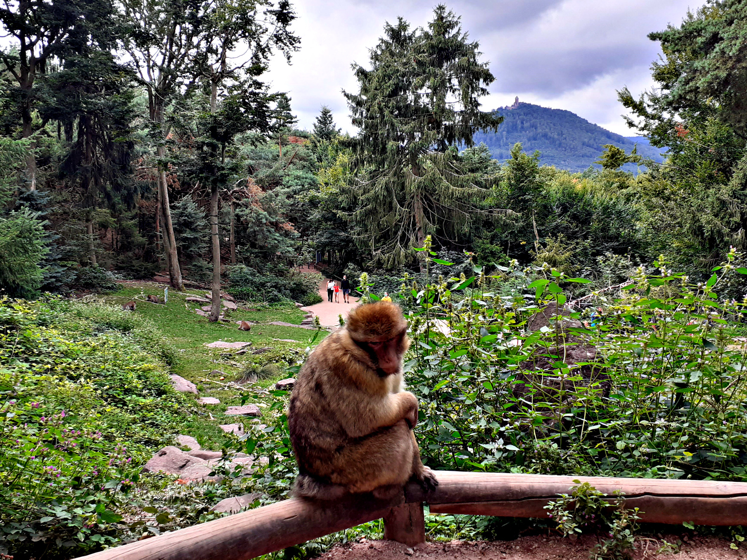 Гора обезьян в Эльзасе. La Montagne des singes.