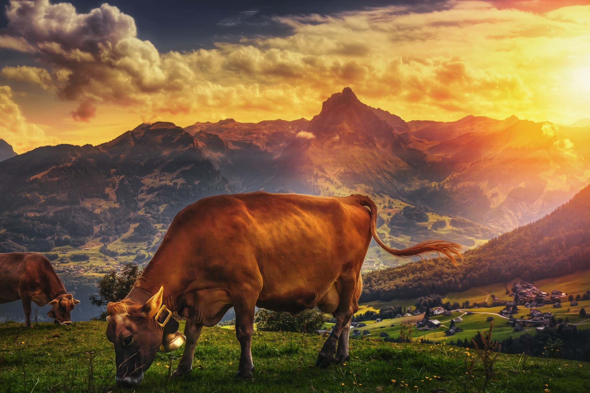 Коровы на закате