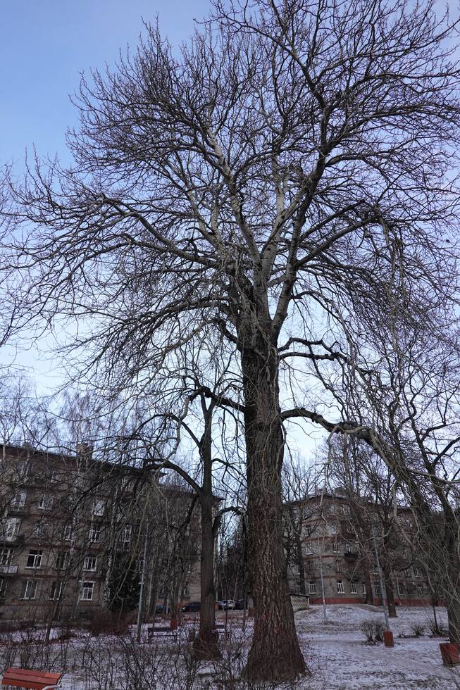Гражданский проспект