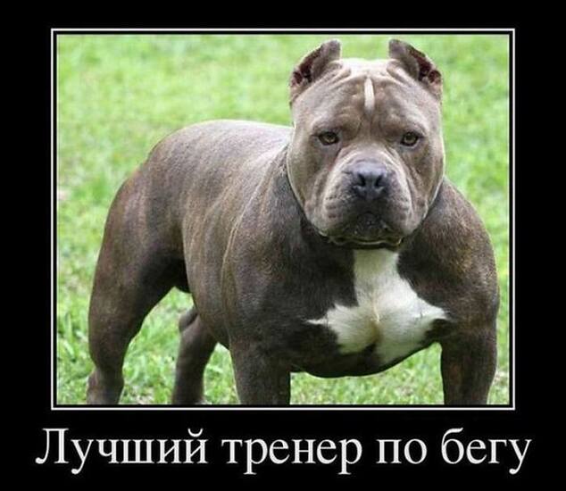 VFL.RU -  