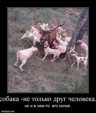 VFL.RU - ваш фотохостинг