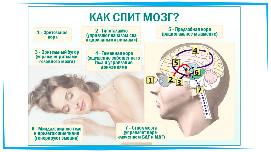 Напрямую зависит от состояния. Сон и мозг. Сон и мозг человека. Влияние сна на мозг. Влияние сна на мозговую деятельность.