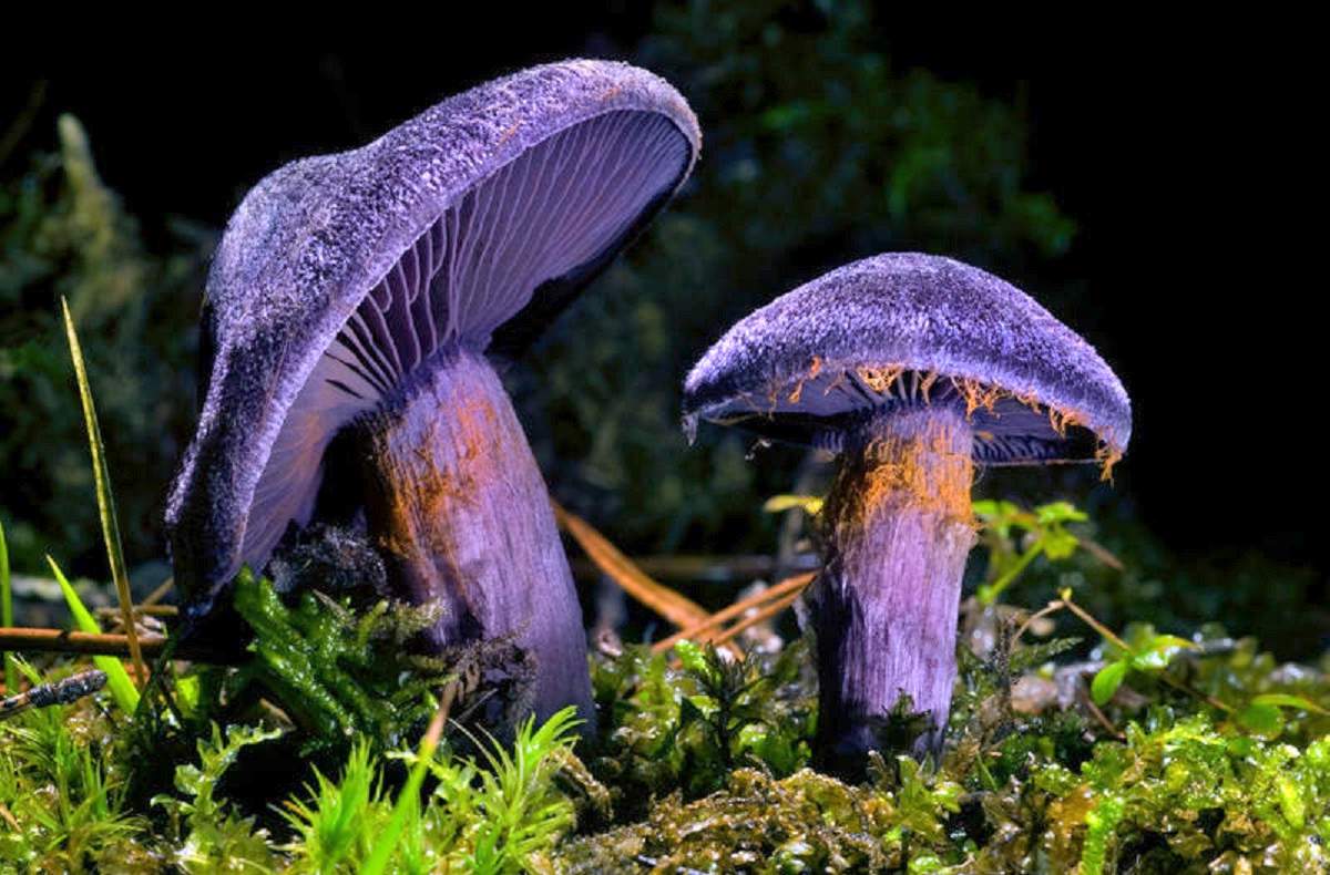 Cortinarius-violaceus-005-1