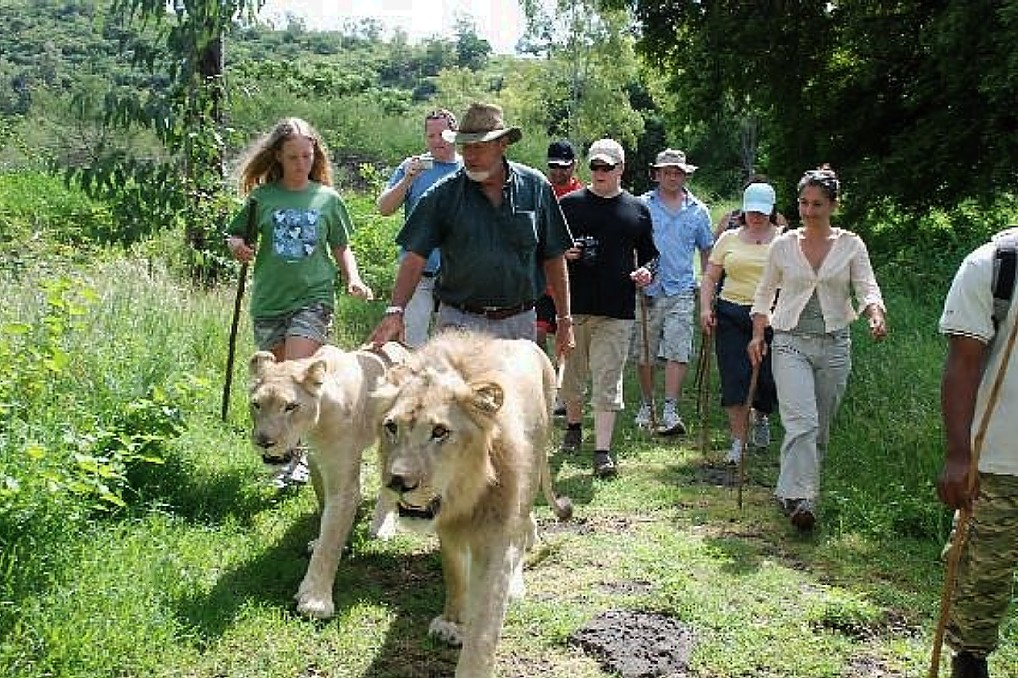 walk-with-lions-a-unique