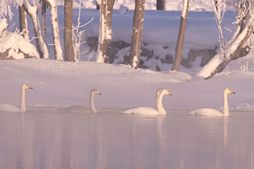 VFL.RU - ��� �����������