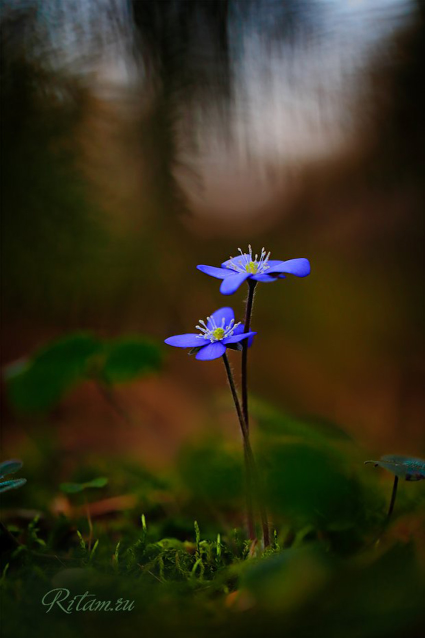 VFL.RU - ��� �����������
