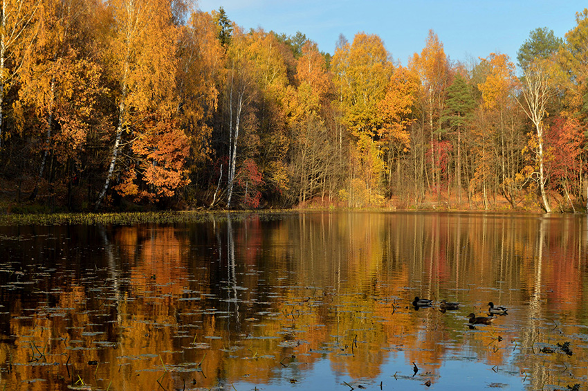 VFL.RU - ��� �����������
