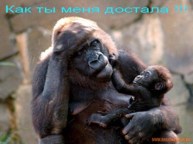 VFL.RU -  