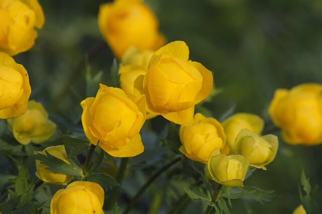 VFL.RU - ваш фотохостинг