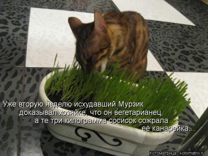 VFL.RU -  