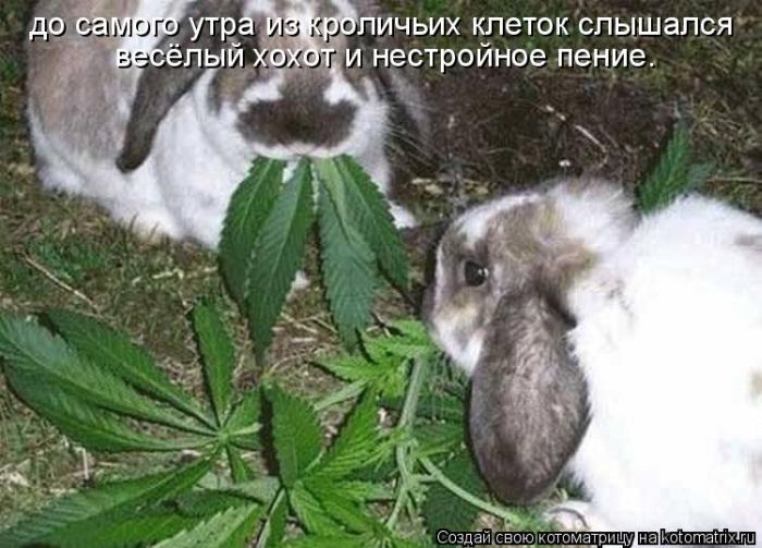VFL.RU -  
