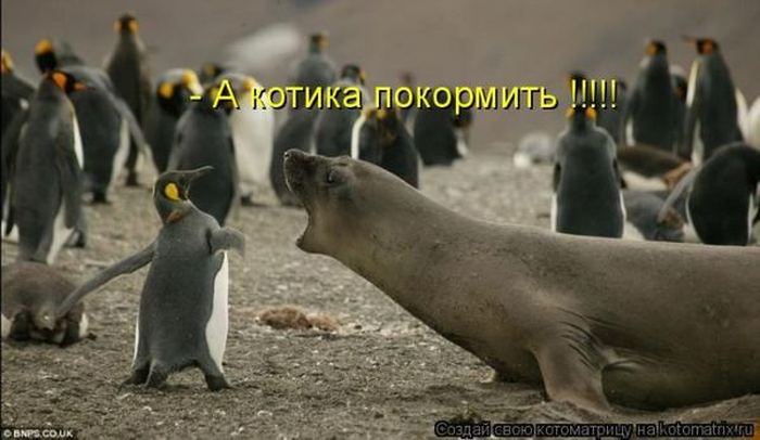 VFL.RU -  