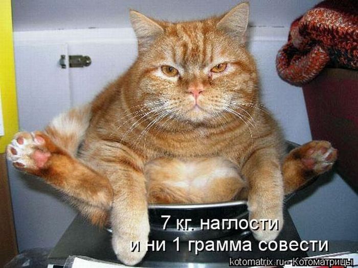 VFL.RU -  