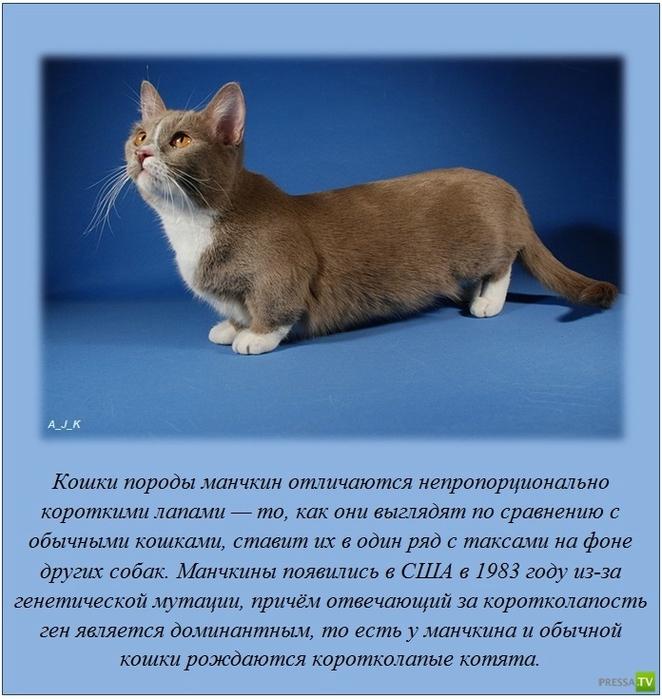VFL.RU -  