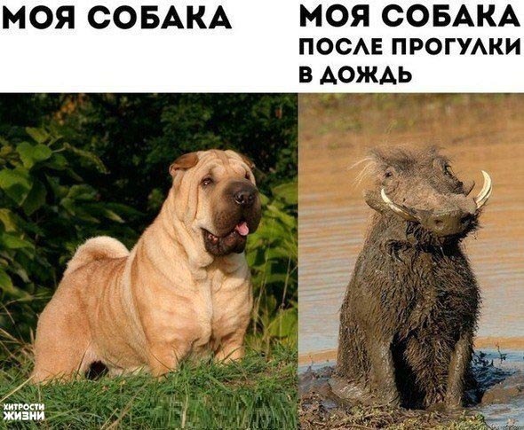 VFL.RU -  
