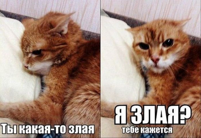 VFL.RU -  
