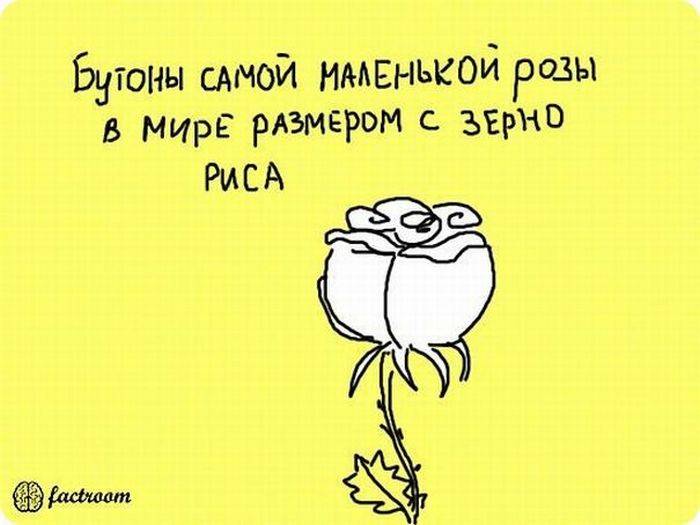 VFL.RU -  