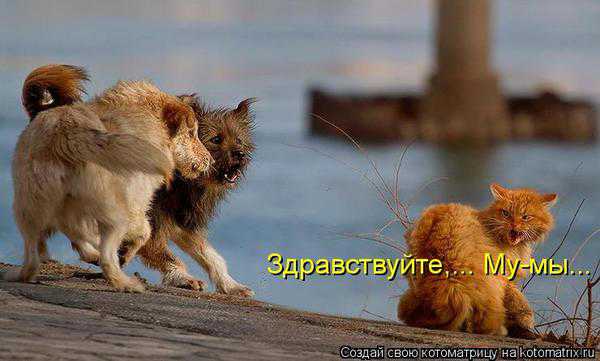 VFL.RU -  