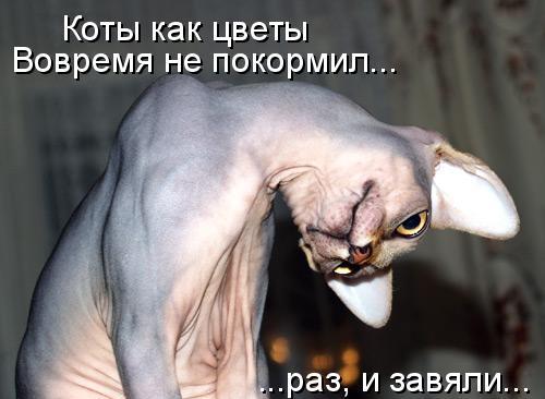 VFL.RU -  