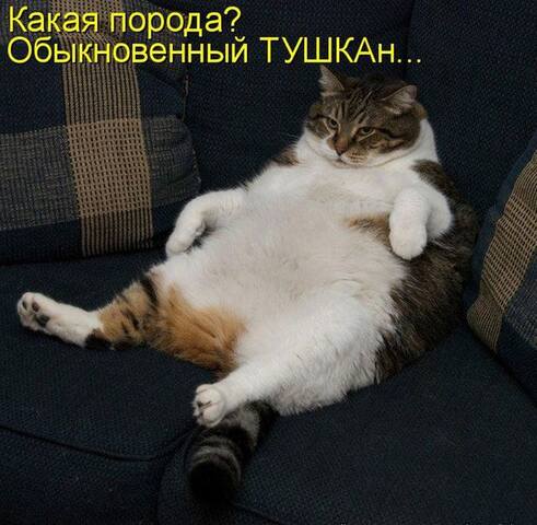 VFL.RU - ваш фотохостинг