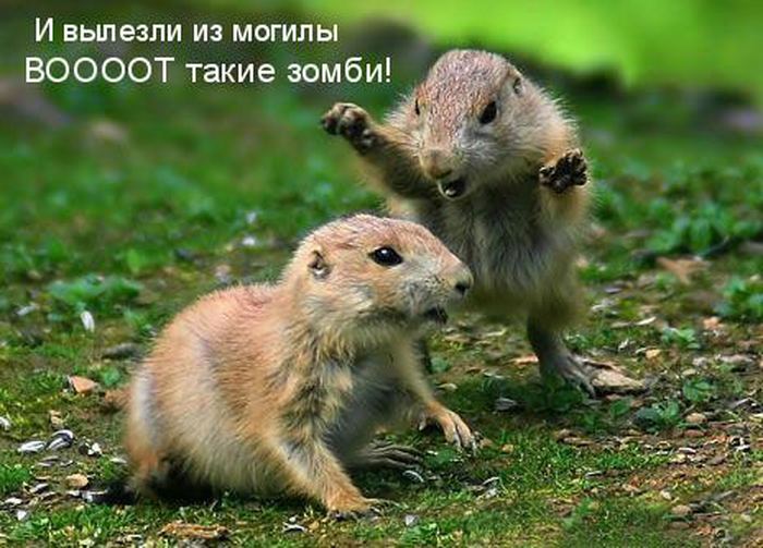 VFL.RU -  