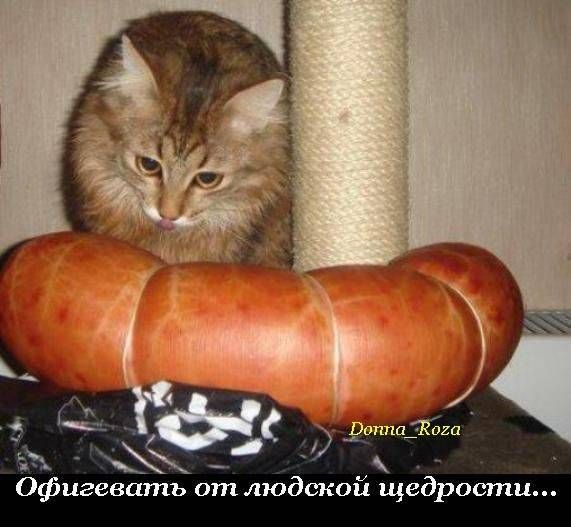 VFL.RU -  
