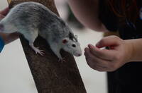 VFL.RU - ваш фотохостинг